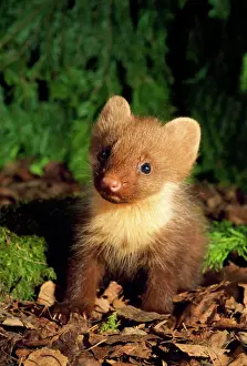 Drucke von ANZ-548 Fuchsbaumarten - jung, auf dem Waldboden Uralgebirge Russland Martes martes Andrey Zvoznikow Bitte beachten Sie Kiefer Marder Drucke: Pinne Martin ist jung und liegt auf dem Waldboden in den Uralgebirgen Russland