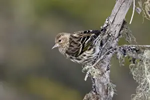 Personal Use Bird Prints Only Drucke: Pine Siskin