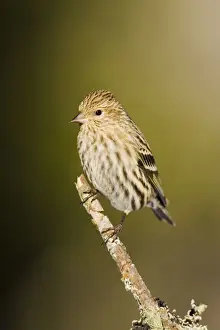 Pinien-Siskin