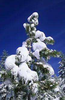 Russian Wilderness Photography Drucke: Pine Tree - crown after a snowfall