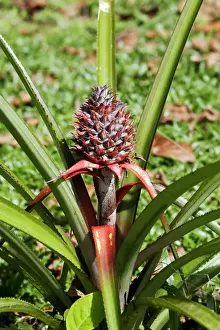 Pineapple Plant Drucke: Pineapple. Venezuela