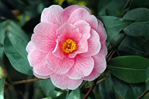 Pat Morris Photography Drucke: Pink Camellia