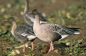 Chris Knights Photography Drucke: Pink-footed Goose