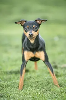 Pinzher Hund