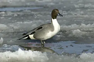 Personal Use Bird Prints Drucke: Pintail