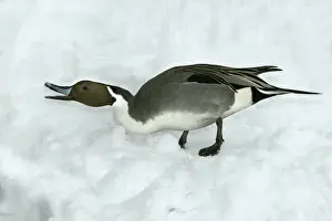 M Watson Photography Drucke: Pintail - calling