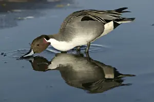 M Watson Wildlife Photography Drucke: Pintail - drinking