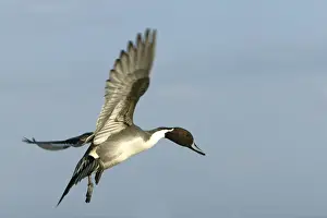 M Watson Wildlife Photography Drucke: Pintail - in flight
