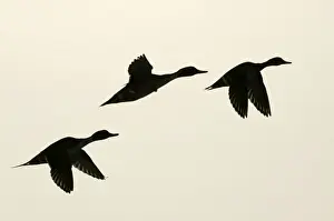 Weichsel - drei im Flug