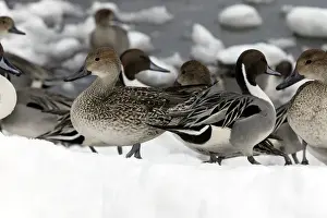 Personal Use Bird Prints Drucke: Pintail - group