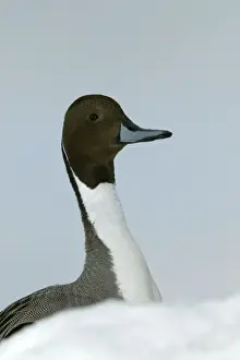 Pintail Duck Drucke: Pintail - head