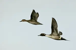 M Watson Wildlife Photography Drucke: Pintail - pair in flight