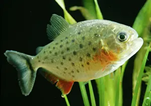 Drucke von LA-75 Piranhafisch Serrasalmus hollandii Jean-Michel Labat Bitte beachten Sie, dass Drucke nur für persönliche Anzeigezwecke gedacht sind und je nach Ausrichtung nicht reproduziert werden können P Drucke: Piranha