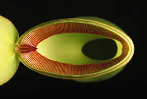 Tropical Pitcher Plants Drucke: Pitcher Plant - from above