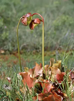 Insectivorous Plants Drucke: Pitcher Plant - insectivorous
