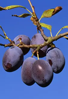 Plant Identification Guide Drucke: Plums - ripe