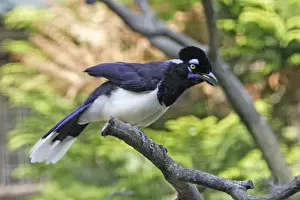 Plush Crested Jay - calling with crest raised, Lower Saxony, Germany