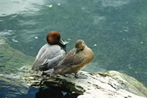 Wildlife Birds Photography Drucke: Pochard Duck - pair