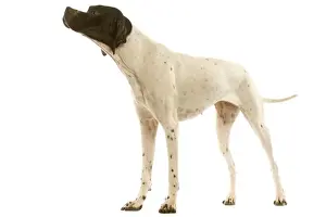 Jean Michel Labat Images Drucke: Pointer - in studio