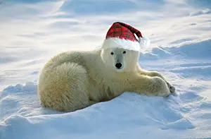 Drucke von FG-6238-m Polarkatze mit Weihnachtshut Ursus maritimus Francois Gohier Bitte beachten Sie Eisbär Drucke: Weißer Bär
