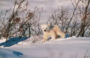 Drucke von WAT-7326 Polarkatze Kubus Ursa maritima von M. Watson Bitte beachten Sie, dass die Drucke nur für persönliche Anzeigenzwecke gedacht sind und nicht reproduziert werden dürfen Eisbär Drucke: Arktischer Bärenkubus