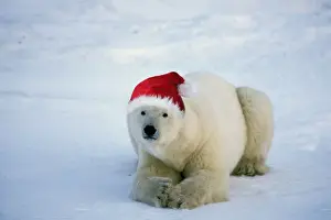 Tom And Pat Leeson Images Drucke: Polar Bear MA1740