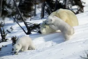 Drucke von WAT-9807 Polarkatze - weibliche Katze mit Jungen, die spielen und das Vegetation riechen. Churchill, Manitoba. Kanada Eisbär Drucke: Arktischer Bär - schlafende weibliche Art mit Jungen