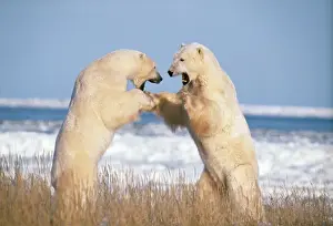 Arctic Wildlife Prints Drucke: Polar Bear - x2 fighting