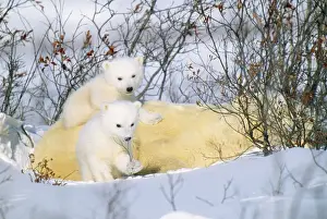 Arctic Wildlife Prints Drucke: Polar Bear - with young