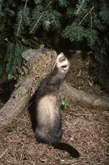 Johan De Meester Artwork Drucke: Polecat