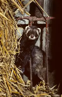 Johan De Meester Art Prints Drucke: Polecat in barn by long pitchfork