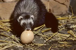 Johan De Meester Art Drucke: Polecat in barn stealing chickenegg