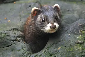 German Wildlife Photographer Drucke: Polecat, Germany