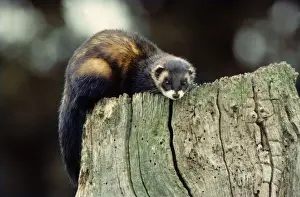 Johan De Meester Photography Drucke: Polecat on a hollow tree