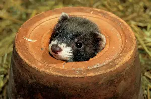 Fuchsbrotzein im Blumenkorb