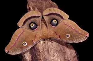 Drucke von PPG-1555 Polyphemus Moth - Intimidationsposturle der Augenflügel sehen aus wie ein geröteter Blick Arizona, USA Antheraea polyphemus oculea Pascal Goetgheluck Beachten Sie bitte Polyphem-Motte Drucke: Polyphemus-Maulwurm - Bedrohungshaltung