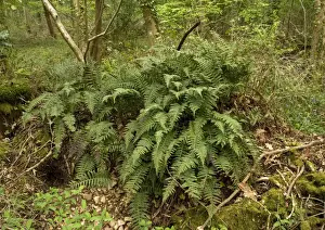 West Country Landscapes Drucke: Polypody