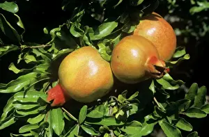 Close Up Plant Photos Drucke: Pomegranate Fruit
