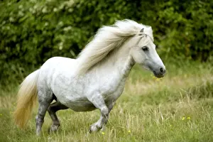 Jean Michel Labat Artist Drucke: Pony - grey