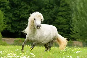 Equine Art Prints Drucke: Pony - grey, cantering in field