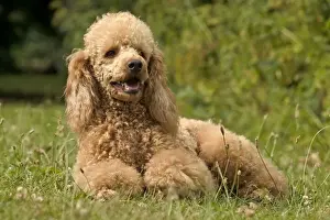 Personal Use Only Prints Available Drucke: Poodle Dog - Lying down
