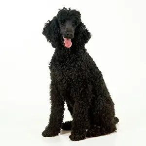John Daniels Photography Drucke: Poodle - unclipped