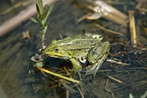 European Frog Species Drucke: Pool Frog