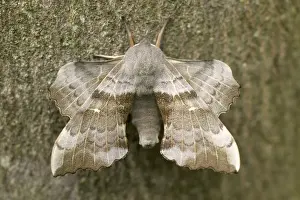 Nature Photography Prints Drucke: Poplar Hawk-moth - on bark