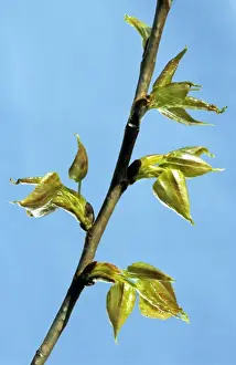 Poplar Leaf Drucke: Poplar - leaf