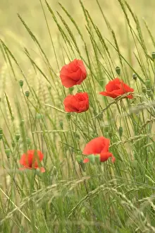 Jean Michel Labat Prints Drucke: Poppies