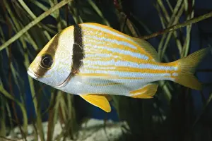 Wild Atlantic Ocean Creatures Drucke: Porkfish Grunt