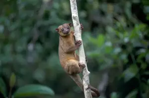 Amazon Rainforest Animals Drucke: Potos flavus