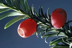 Red Berry Plant Drucke: PPG-140