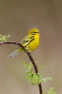 Personal Use Prints Available Drucke: Prairie Warbler